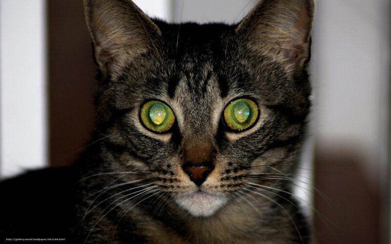 Tabby Cat with Green Eyes — Gray, Intense, Photograph, Whiskers, Wall