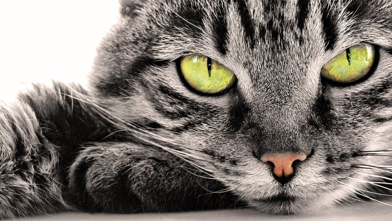 Tabby Cat with Green Eyes — Gray, Intense