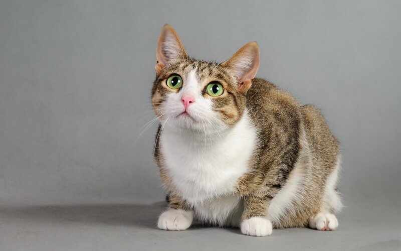 Tabby Cat with Green Eyes — Gray, Neutral