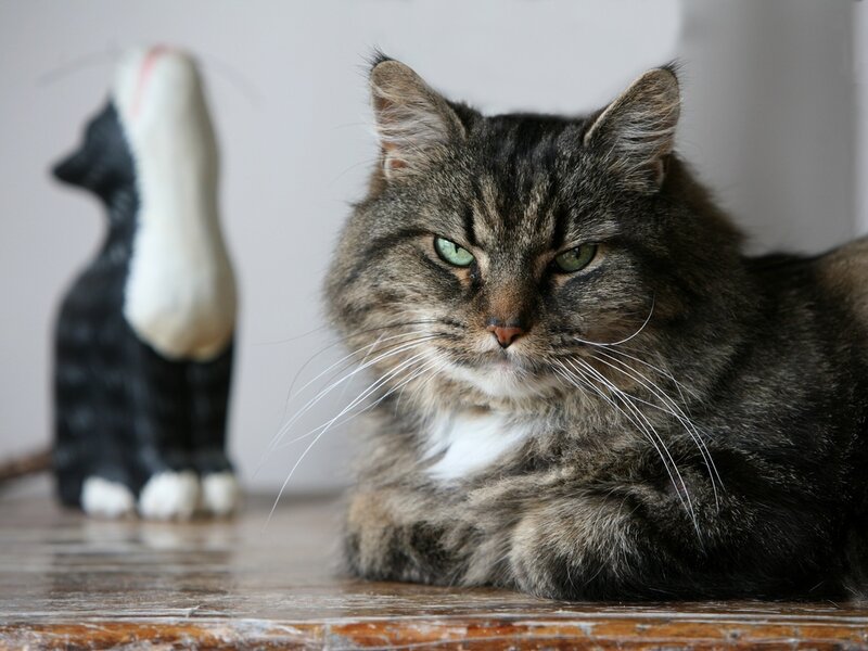 Tabby Cat with Green Eyes — Gray