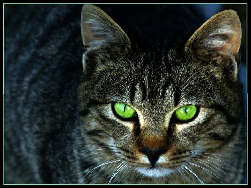 Tabby Cat with Green Eyes — Intense, Photograph
