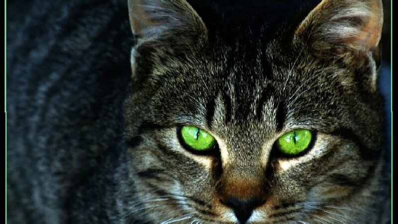 Tabby Cat with Green Eyes — Intense