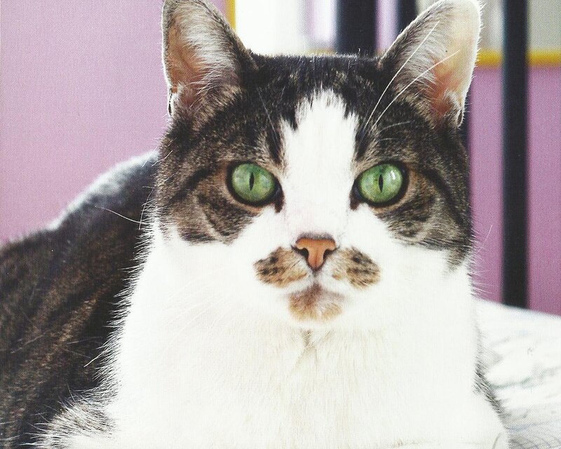 Tabby Cat with Green Eyes — White, Calm, Photograph, Green Eyes