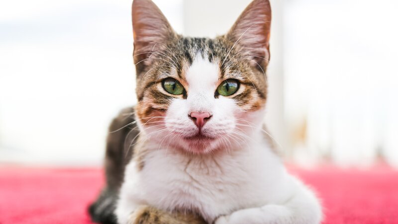 Tabby Cat with Green Eyes — White, Calm, Photograph, Red Surface
