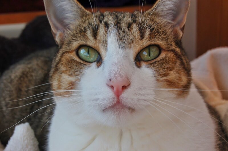 Tabby Cat with Green Eyes — White, Calm, Photograph