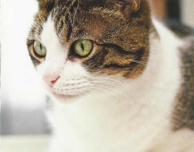 Tabby Cat with Green Eyes — White, Calm