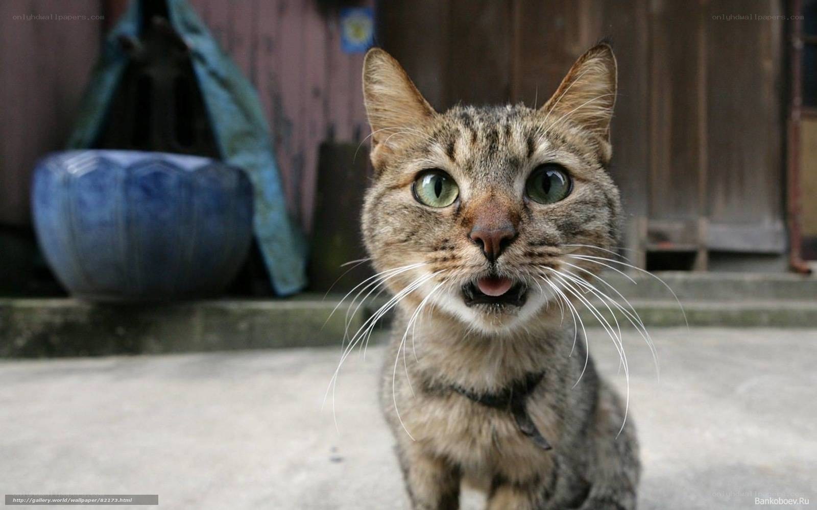 tabby cat with green eyes