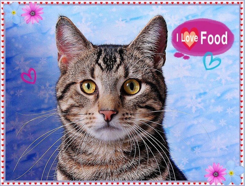 Tabby cat with heart decorations