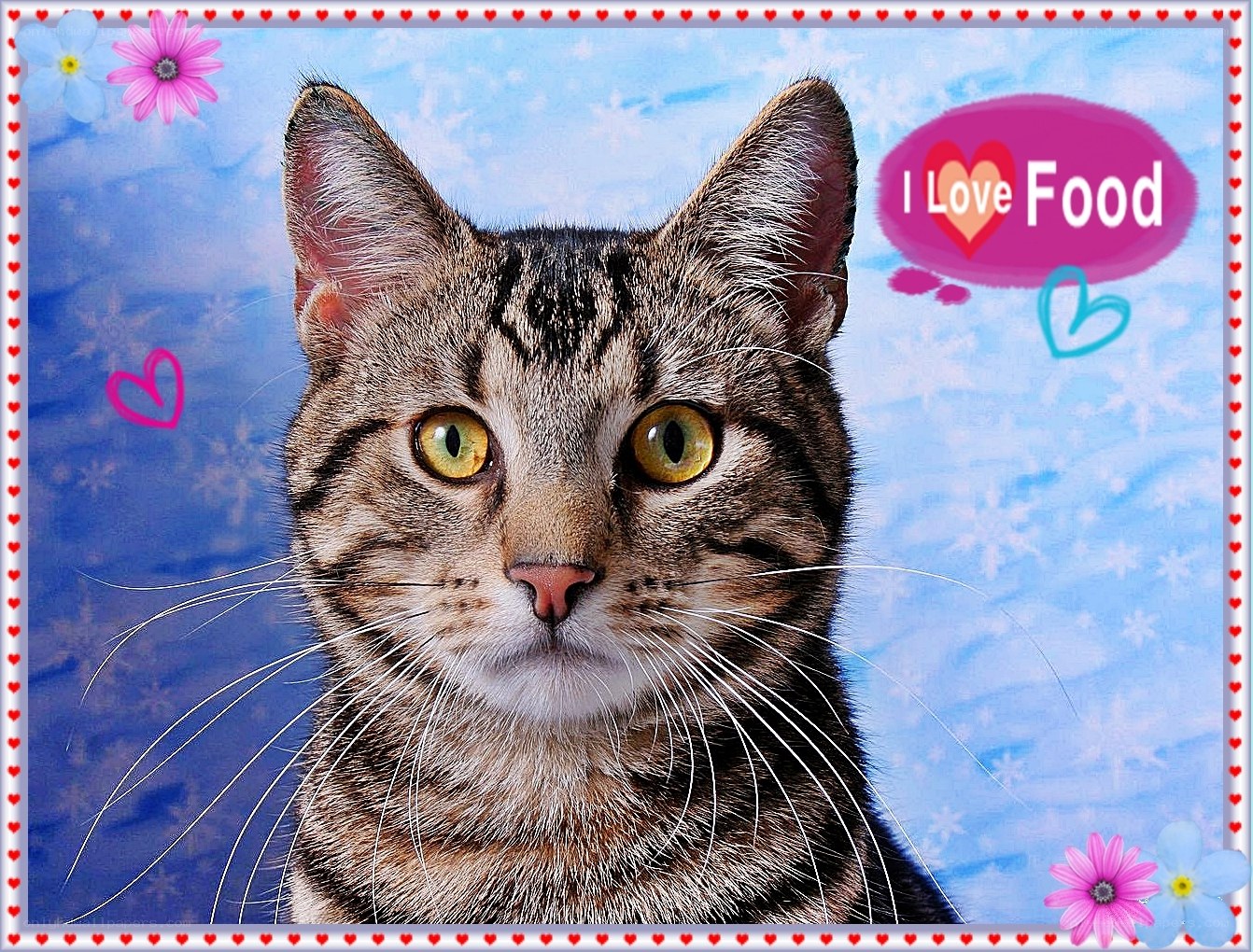 Tabby cat with heart decorations