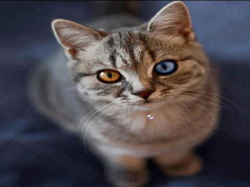 Tabby Cat with Heterochromia