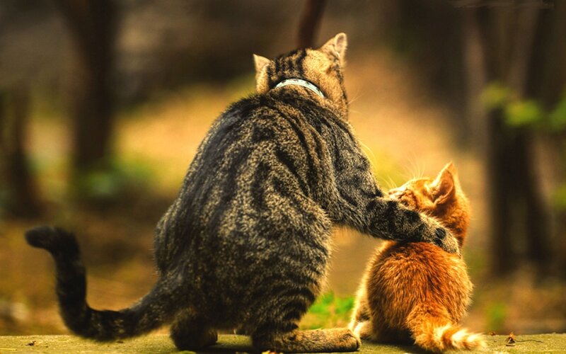 Tabby Cat with Kitten