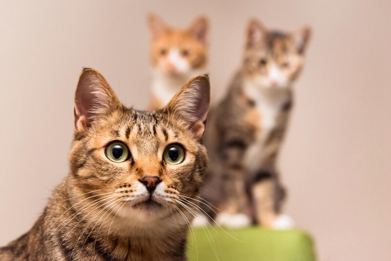 Tabby Cat with Kittens — Brown, Curious