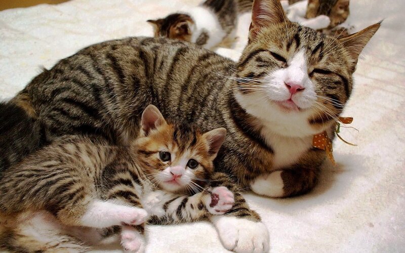 Tabby Cat with Kittens — Brown, Peaceful