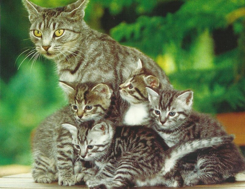 Tabby Cat with Kittens — Gray