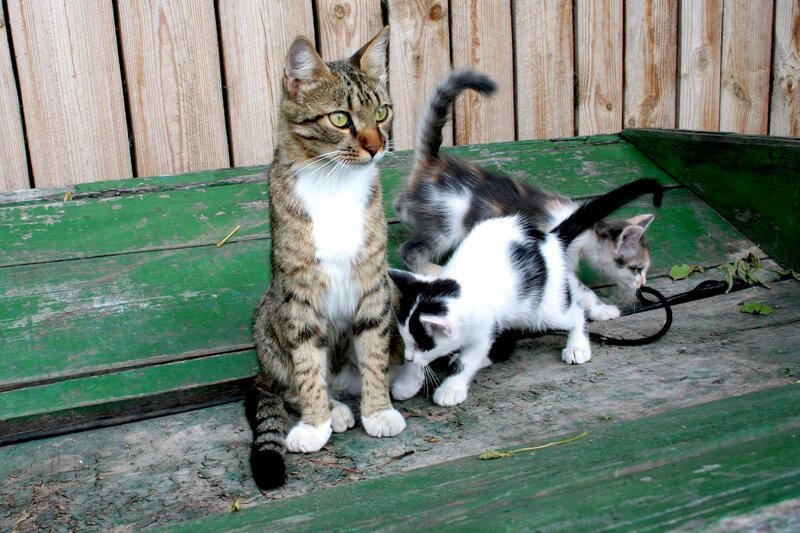 Tabby Cat with Kittens