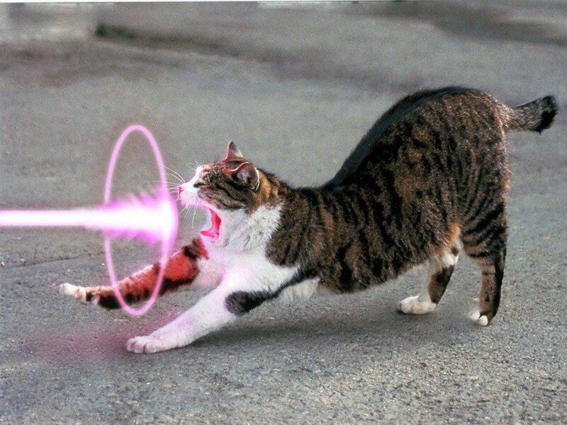 Tabby Cat with Laser