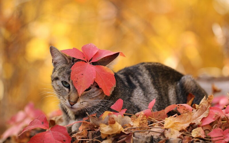 Tabby Cat with Leaves