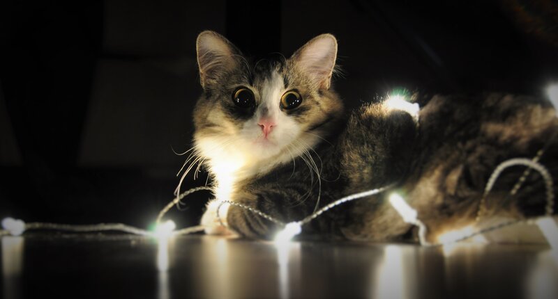 Tabby Cat with Lights — Black