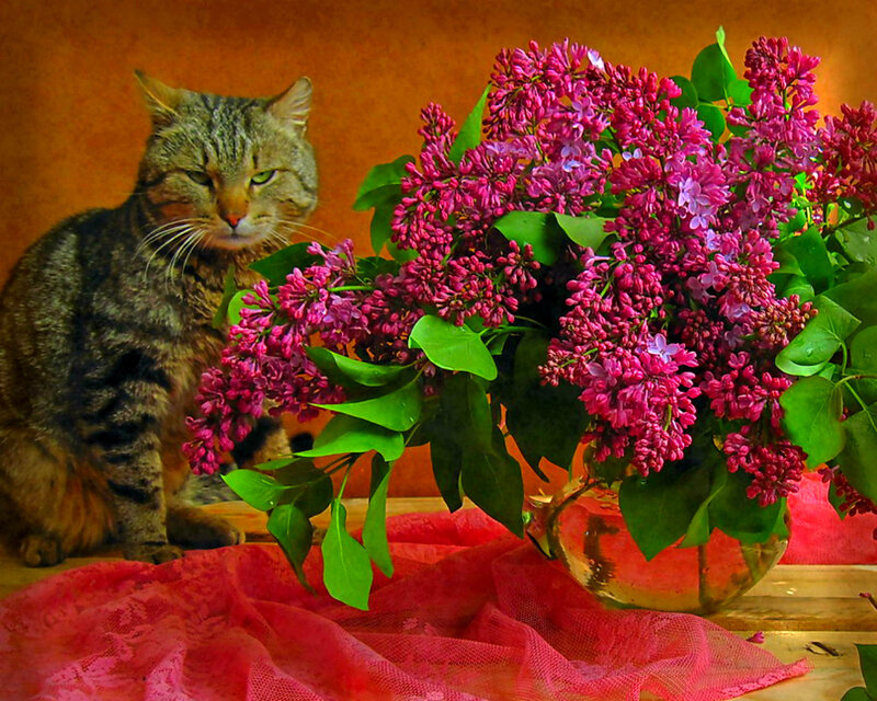 Tabby Cat with Lilac