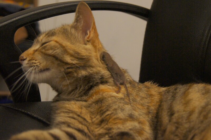 Tabby Cat with Mouse — Brown