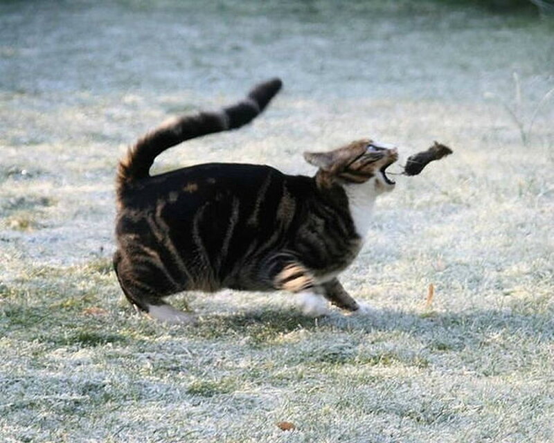 Tabby Cat with Mouse
