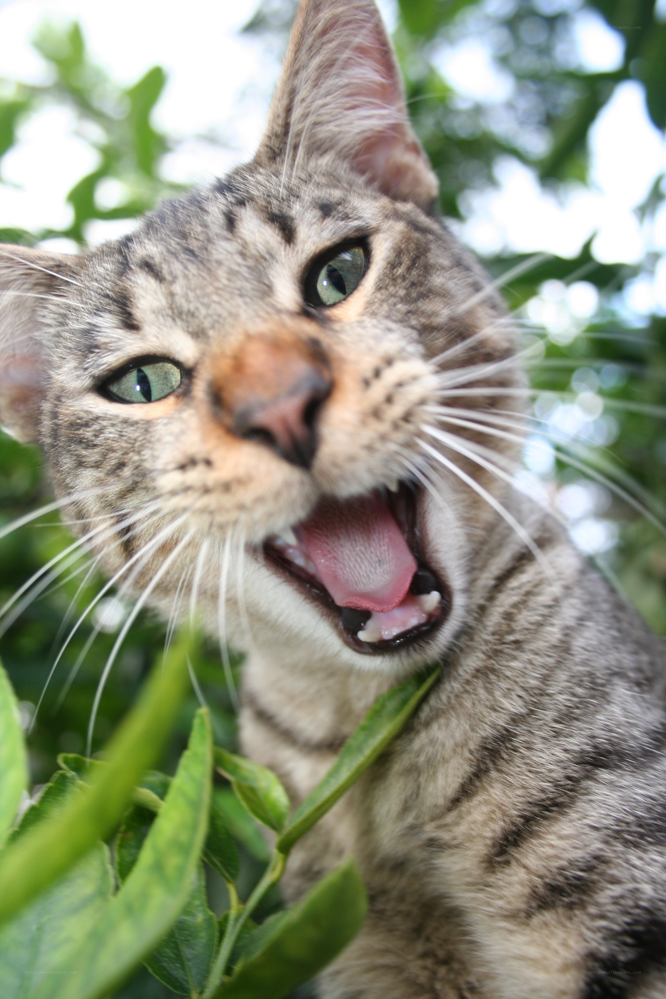 tabby cat with open mouth