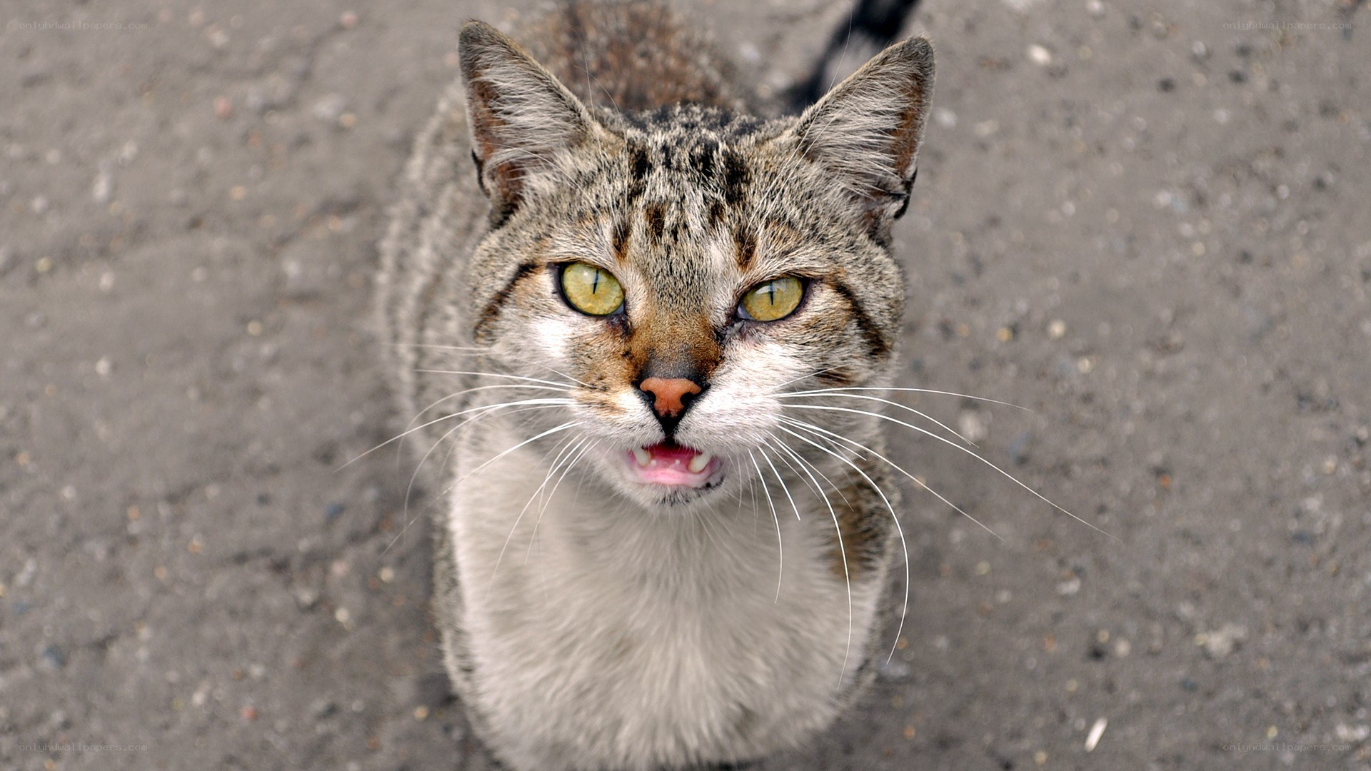 tabby cat with open mouth