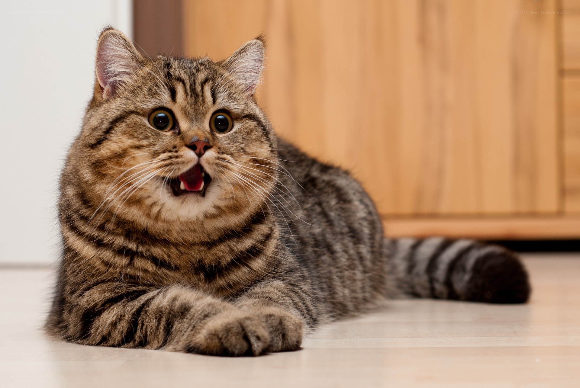 tabby cat with open mouth