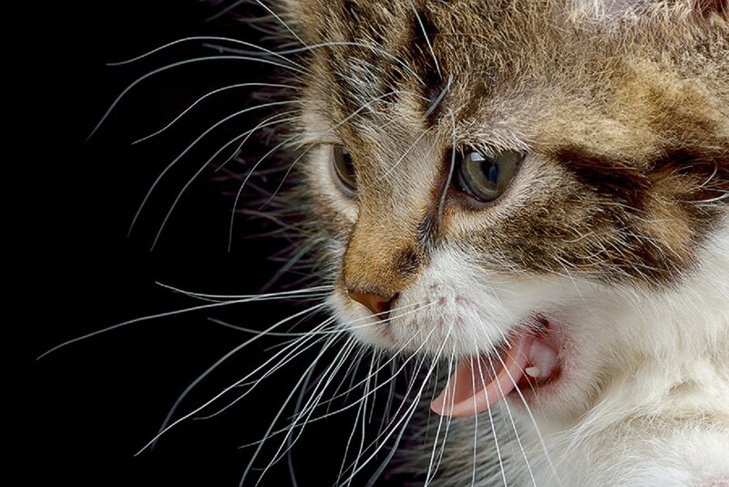 Tabby Cat with Open Mouth — Brown, Dramatic