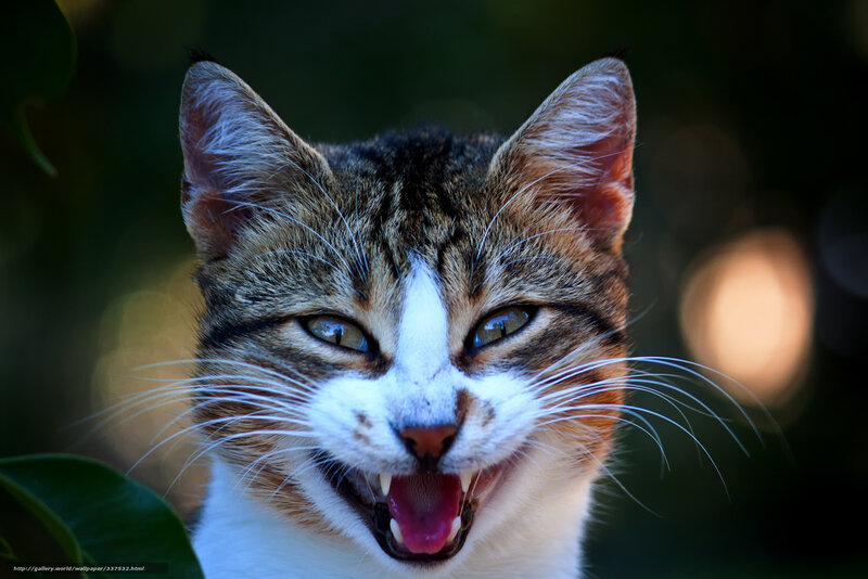 Tabby Cat with Open Mouth — Brown, Intense, Afternoon