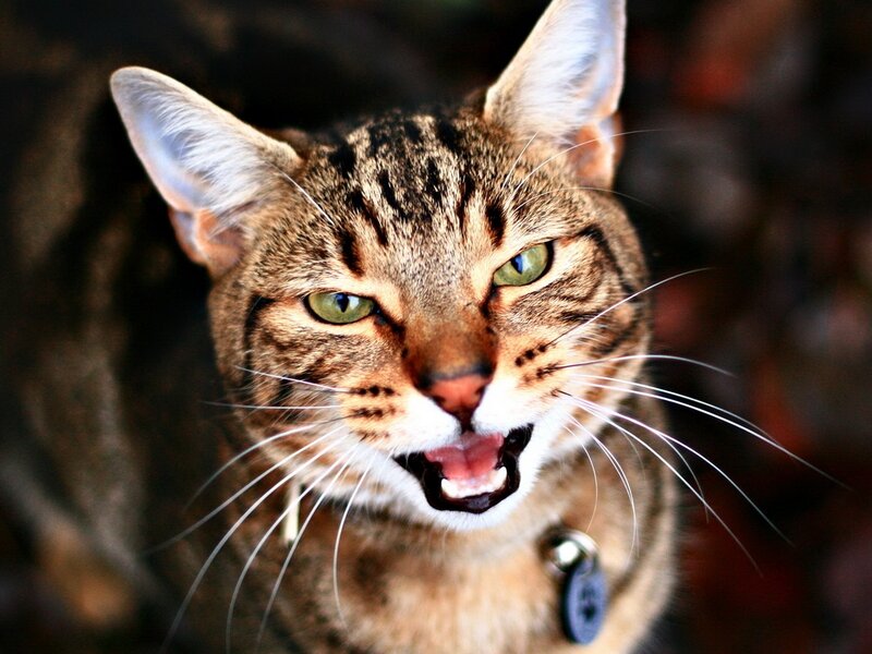 Tabby Cat with Open Mouth — Brown, Intense, Photograph, Collar