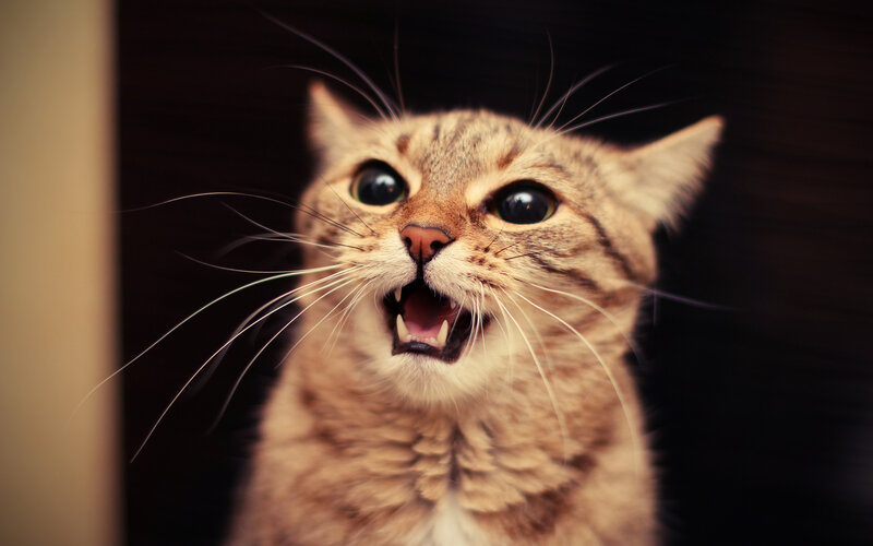 Tabby Cat with Open Mouth — Brown, Intense, Photograph