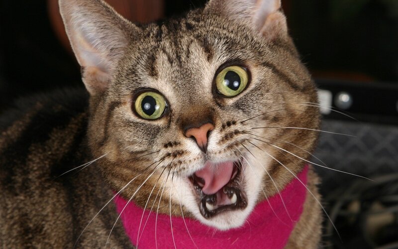 Tabby Cat with Open Mouth — Brown, Startled