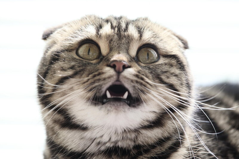 Tabby Cat with Open Mouth — Gray