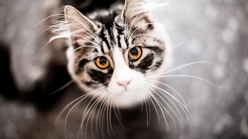 Tabby Cat with Orange Eyes — Gray