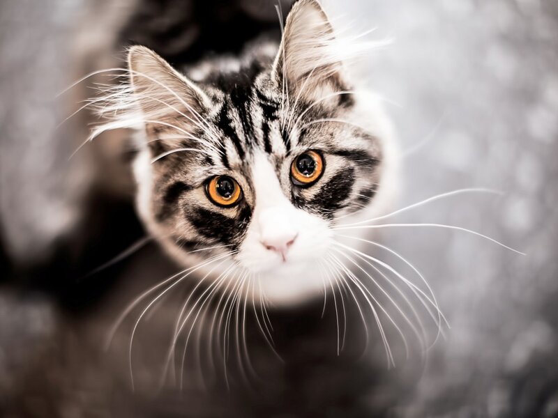 Tabby Cat with Orange Eyes