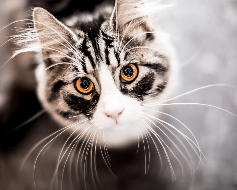 Tabby Cat with Orange Eyes — White