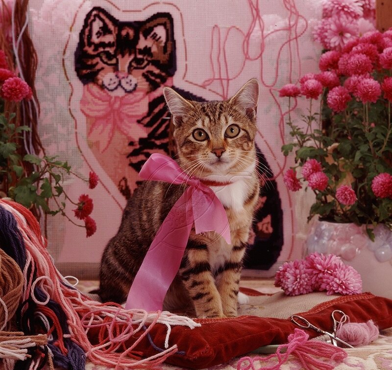 Tabby Cat with Pink Bow