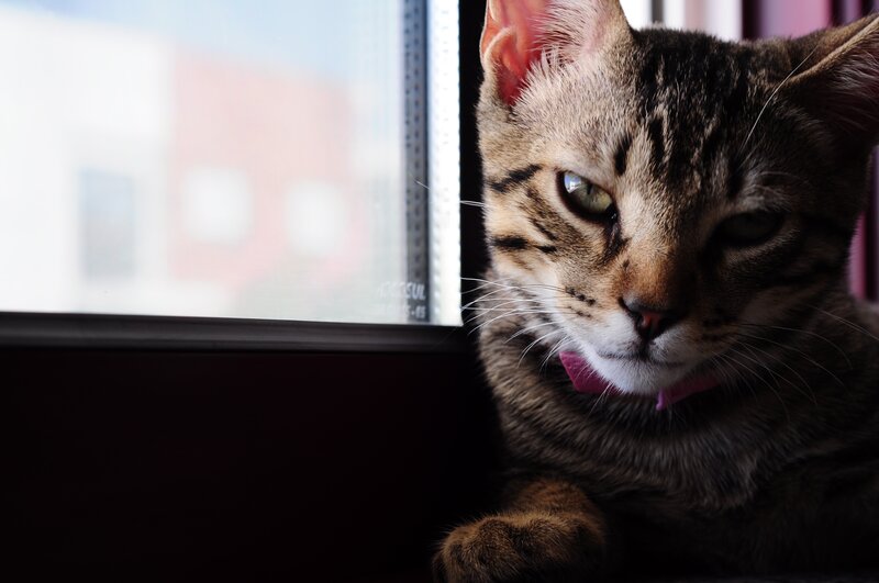 Tabby Cat with Pink Collar