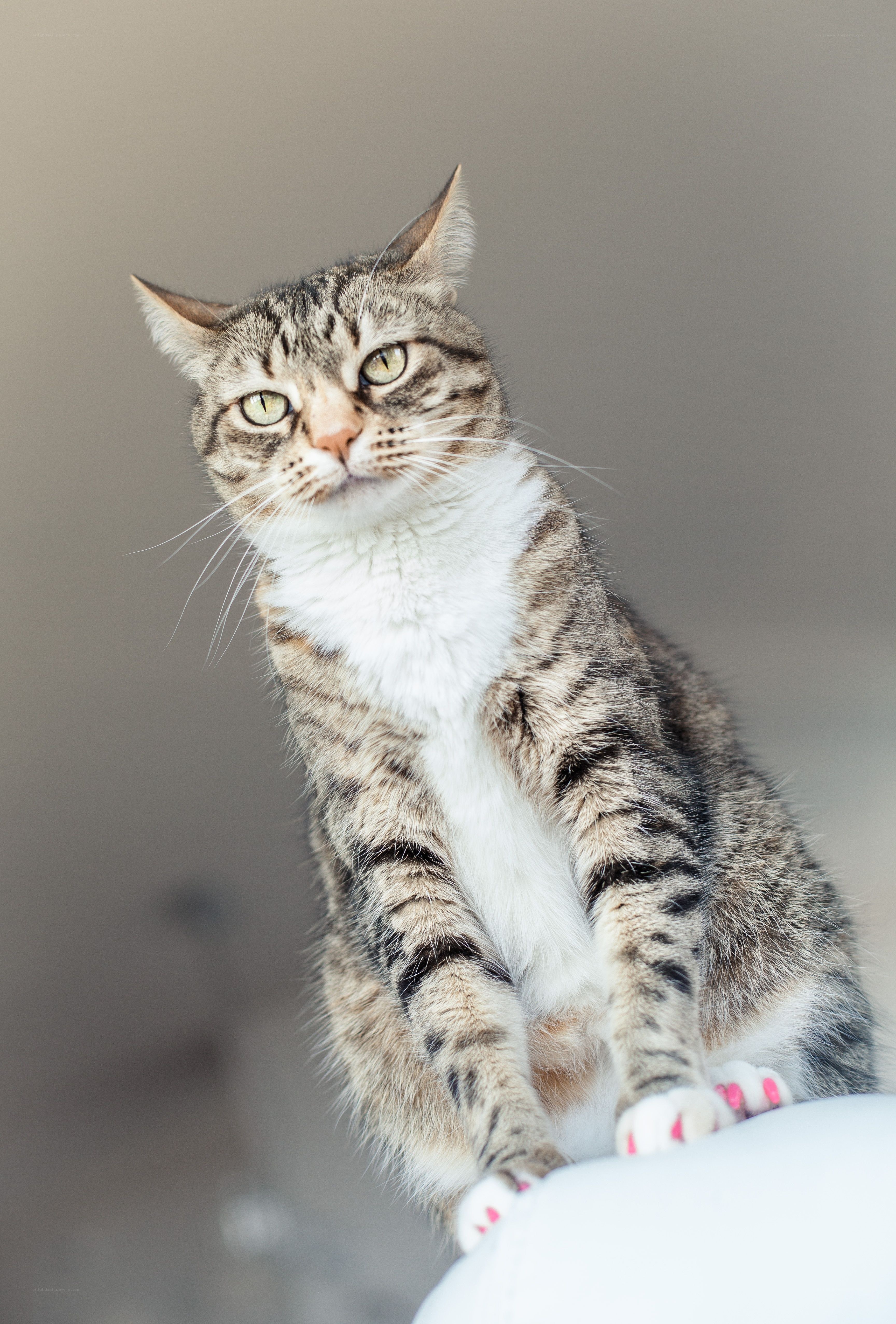 tabby cat with pink nails