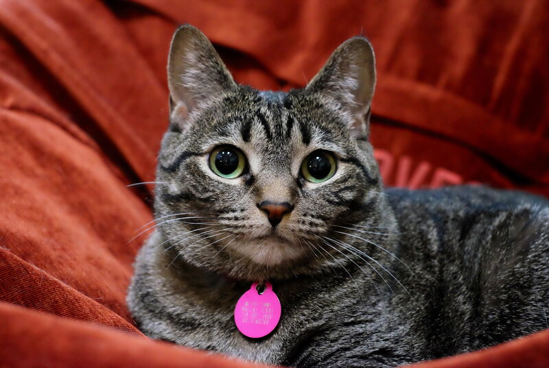 Tabby Cat with Pink Tag