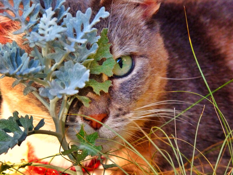 Tabby Cat with Plant