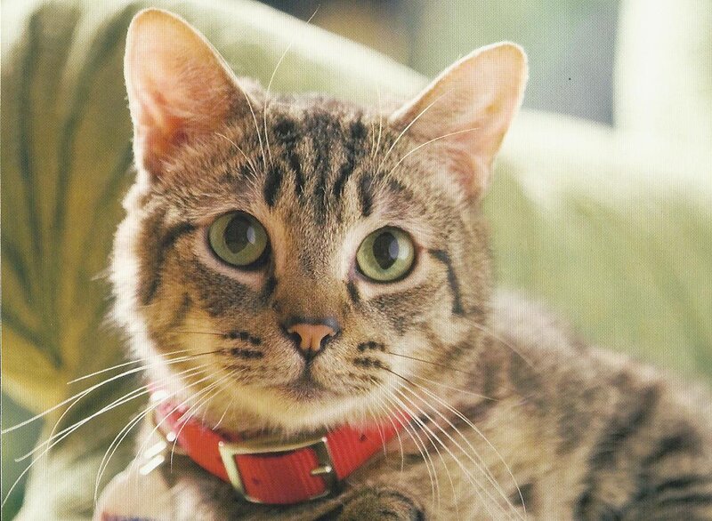 Tabby Cat with Red Collar — Brown, Calm