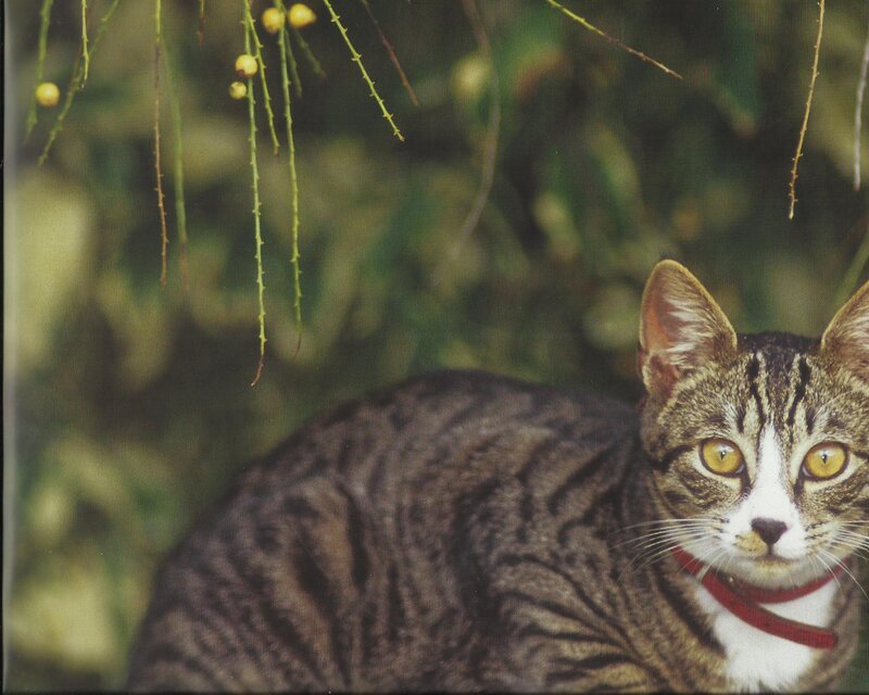 Tabby Cat with Red Collar — Brown
