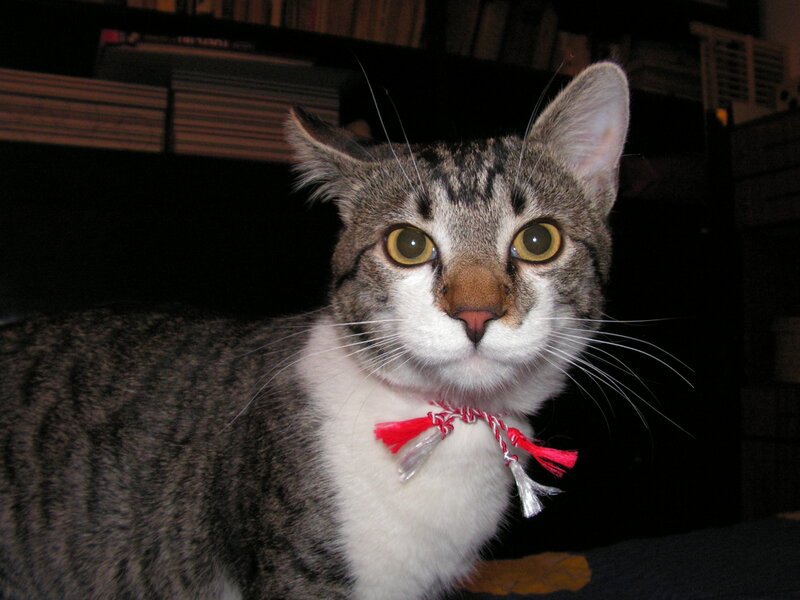 Tabby Cat with Red Collar — Gray