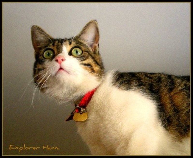 Tabby Cat with Red Collar