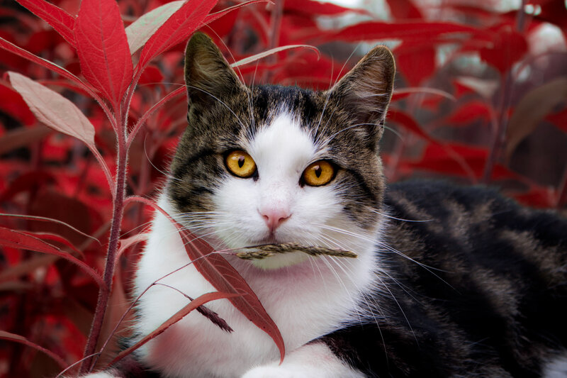 Tabby Cat with Red Leaves