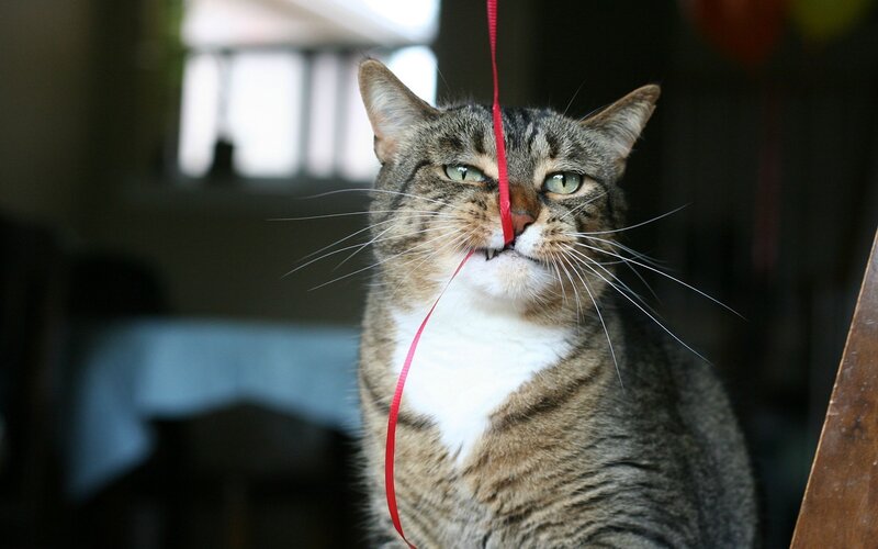 Tabby Cat with Red Ribbon