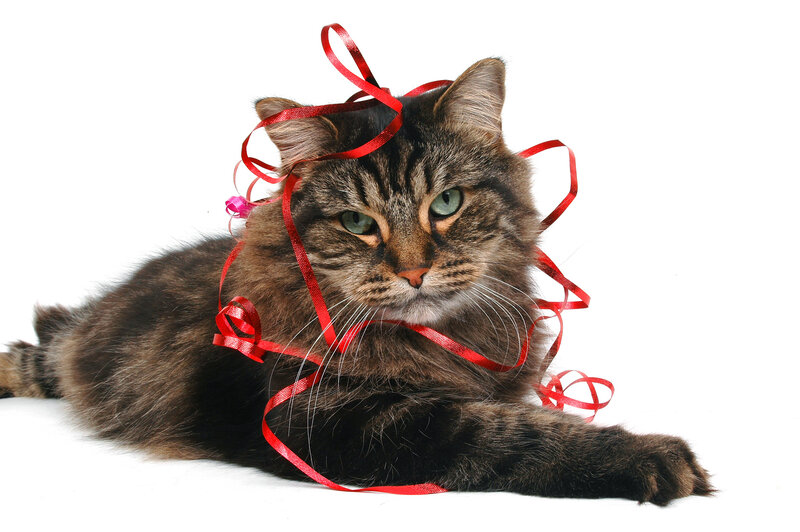 Tabby Cat with Ribbon — Brown