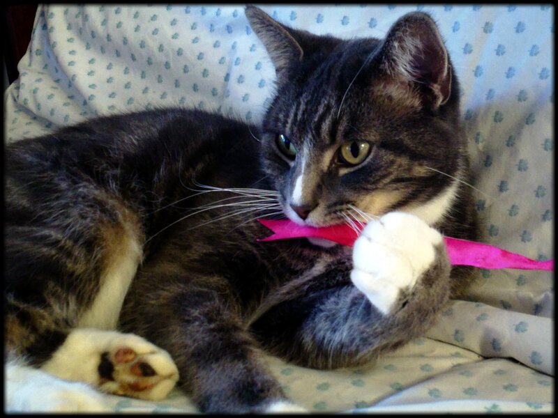 Tabby Cat with Ribbon — Gray